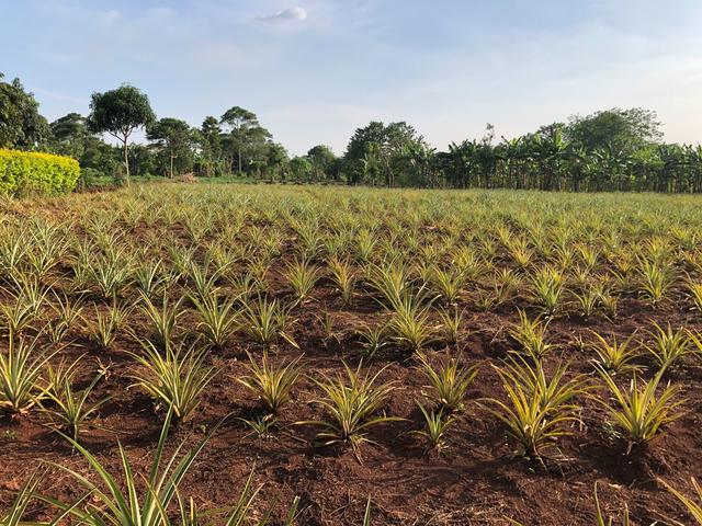 Una piantagione di ananas