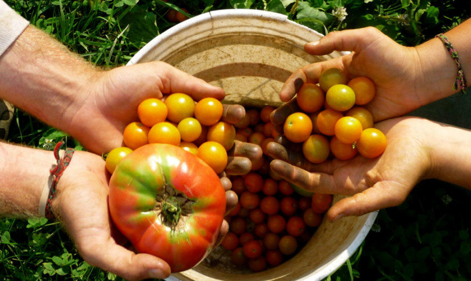 Mani che condividono pomodori e altri ortaggi appena raccolti