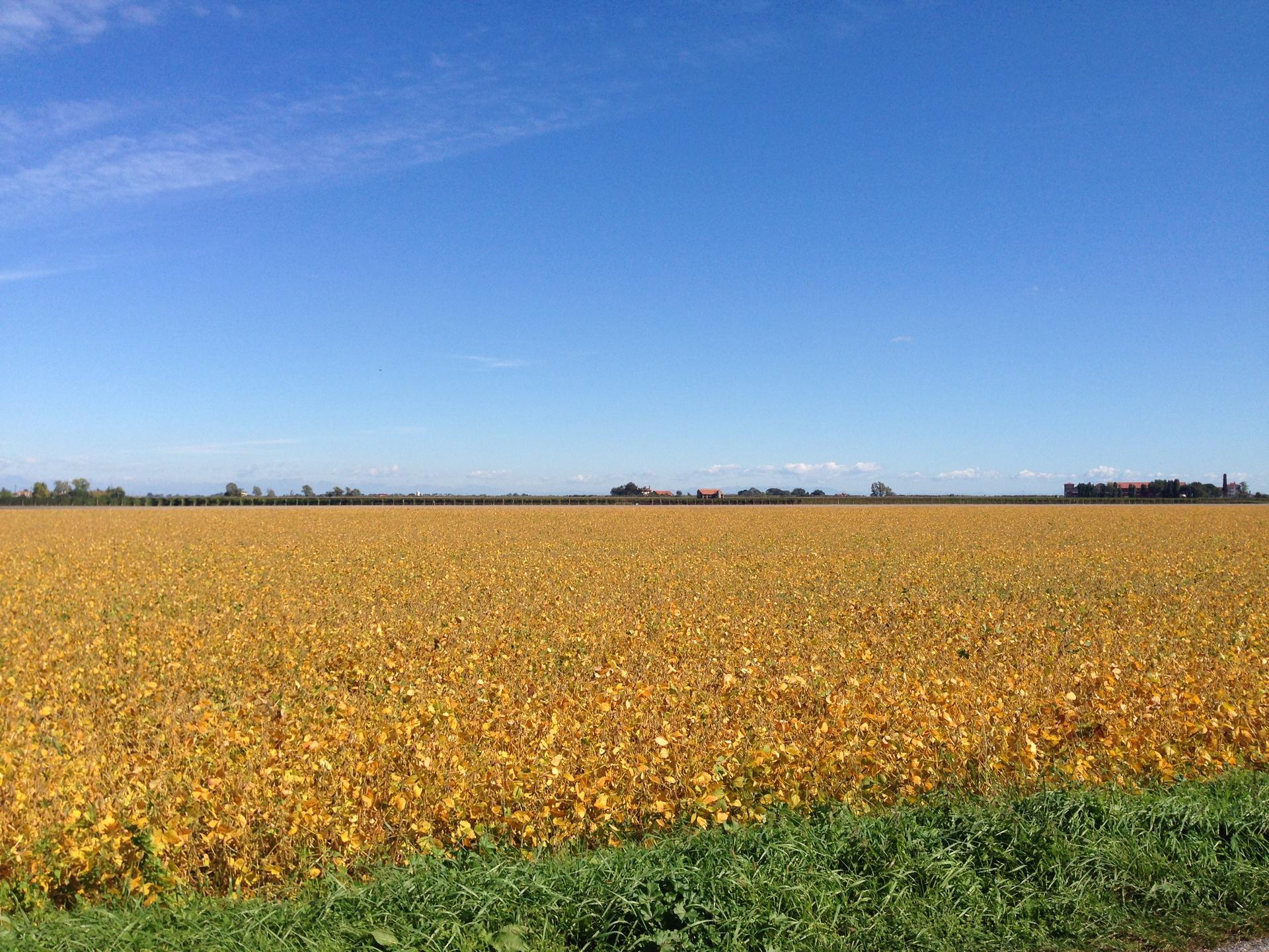 Un campo di soia ingiallita sotto il cielo azzurro