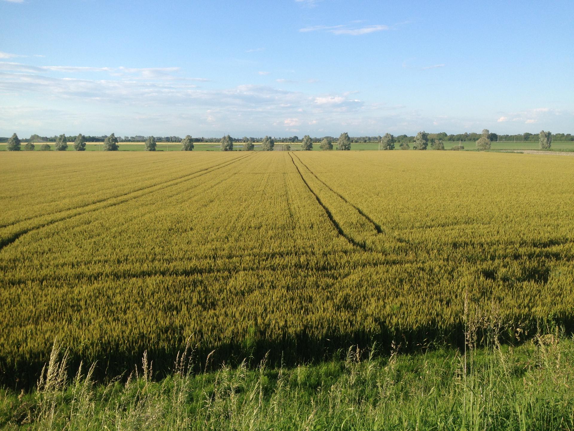 La campagna di Marango