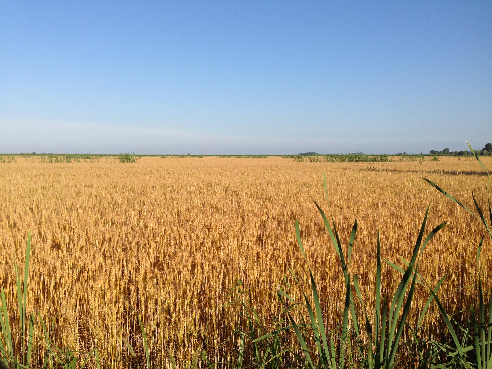Un campo di grano maturo